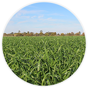 Barley fields in Swan Hill Australia by Nutri Green which is used by IAM Worldwide supplied by Herb-All Philippines